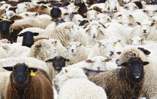 Shepherd walks with his flock