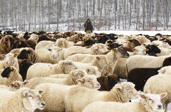 Shepherd walks with his flock