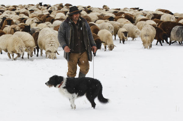 Shepherd walks with his flock