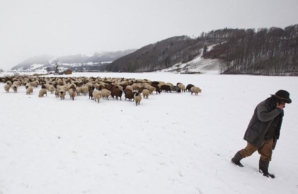 Shepherd walks with his flock