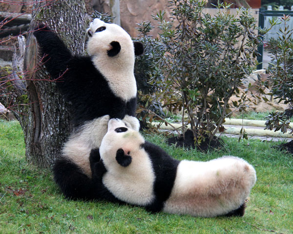 Chinese pandas begin new lives in France