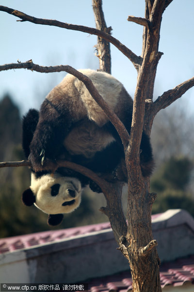 Pandas don't grow on trees