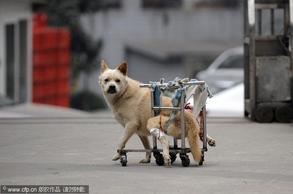 Accident leaves dog in wheelchair