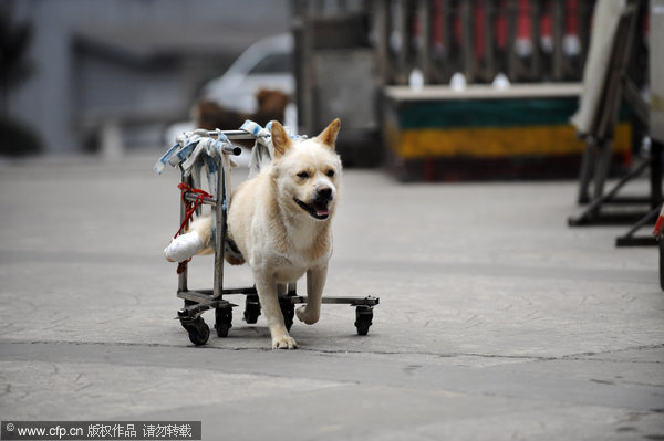 Accident leaves dog in wheelchair