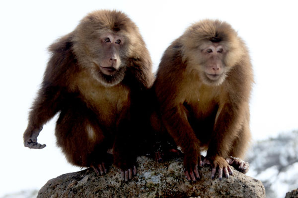 Monkeys enjoy Huangshan snow