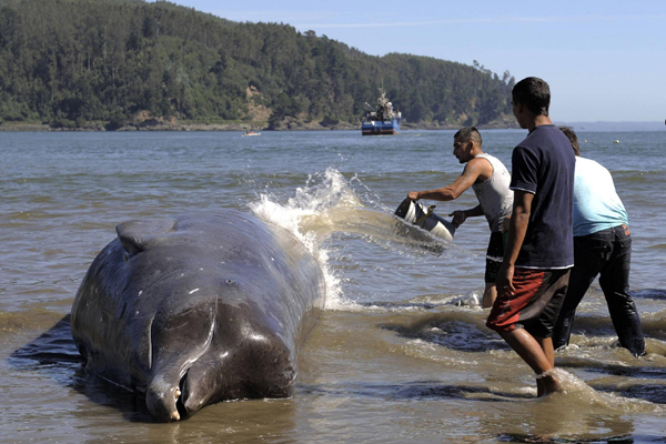 Bottlenose whale stranded south of Santiago