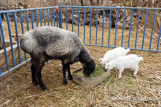 Rare black sheep priced at $714,000