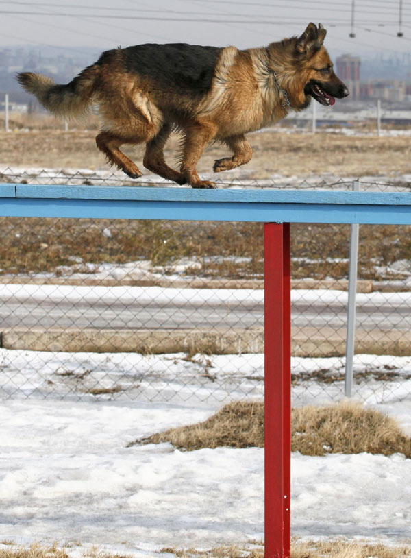 German shepherd in training course