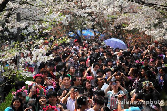 Cherry blossoms in full bloom in C China