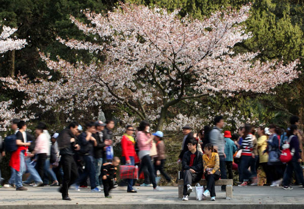 Cherry blossoms blooming on Taihu Lake