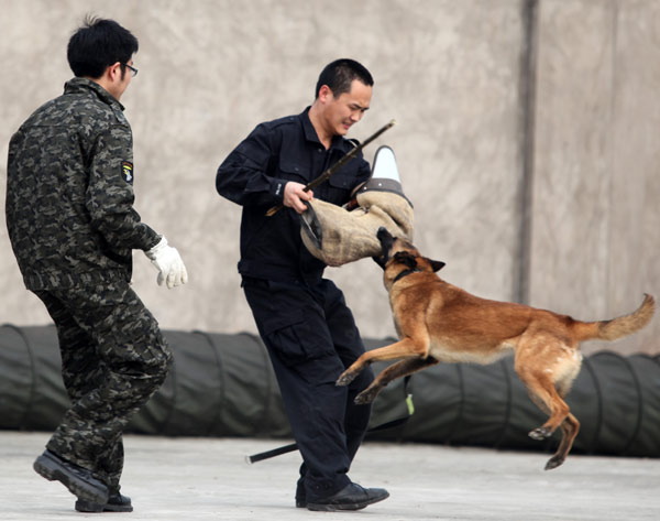 Police dogs show skills in competition