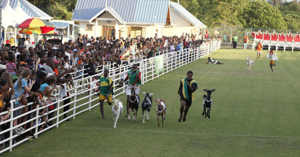 Buccoo Goat and Crab Race Festival