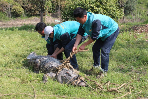 One crocodile still loose after zoo accident