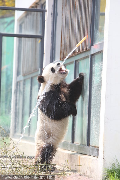 Pandas know it's 'cool' to be cool