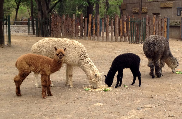 Newborns to make debut at Beijing Zoo