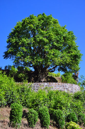 Ancient tea tree worshiped in SW China