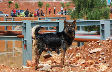 Mother loses pups in flood