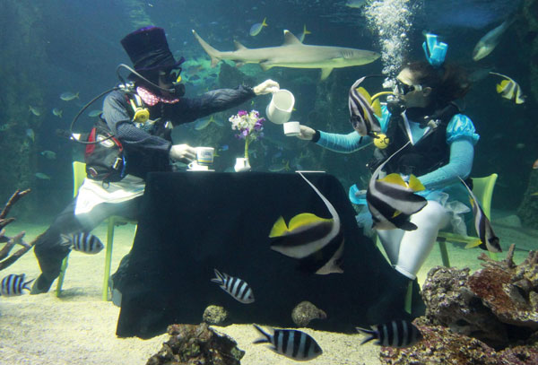 Divers enjoy 'underwater tea' in Sydney