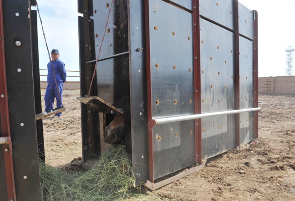 China sends endangered horses to Mongolia
