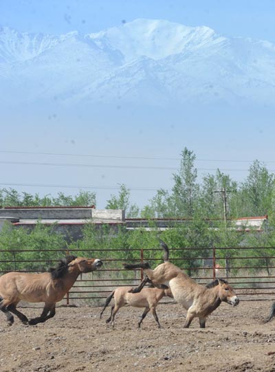 China sends endangered horses to Mongolia