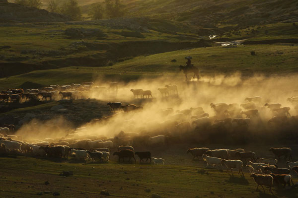 Xinjiang cattle moves to pastures new