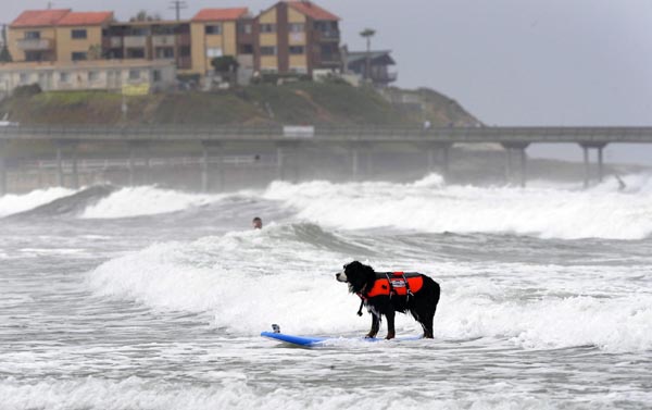 Dogs' incredible performance on surfboard