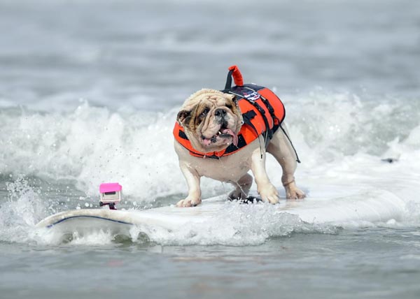 Dogs' incredible performance on surfboard