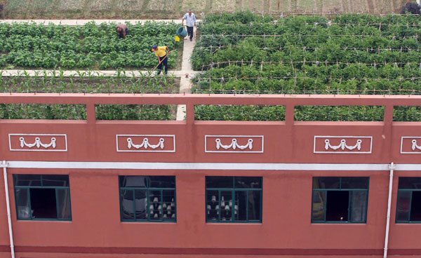 Roof vegetable garden feeds workers