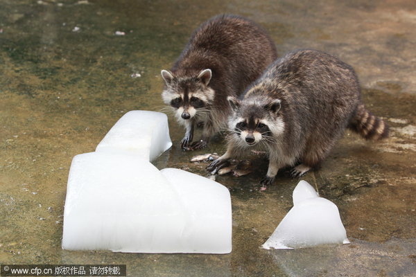 Zoo animals chill the heat with watermelon