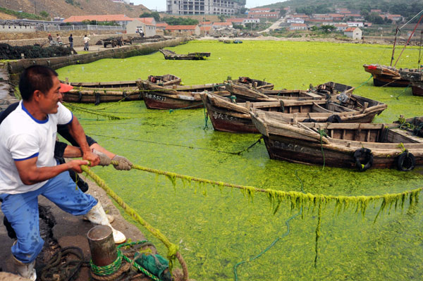 Sea grass clean-up for Asian Beach Games