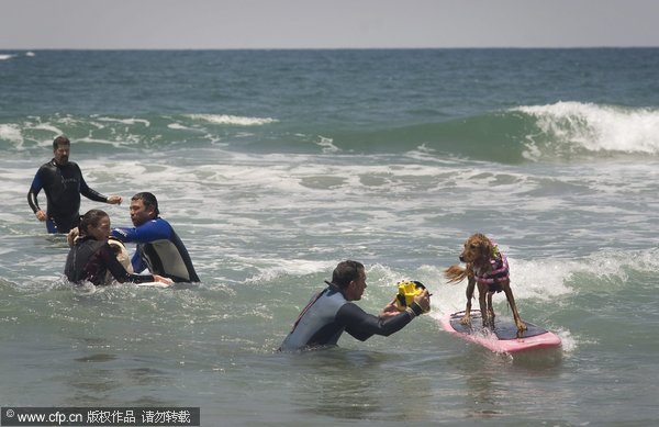 Surfing dogs compete on the waves