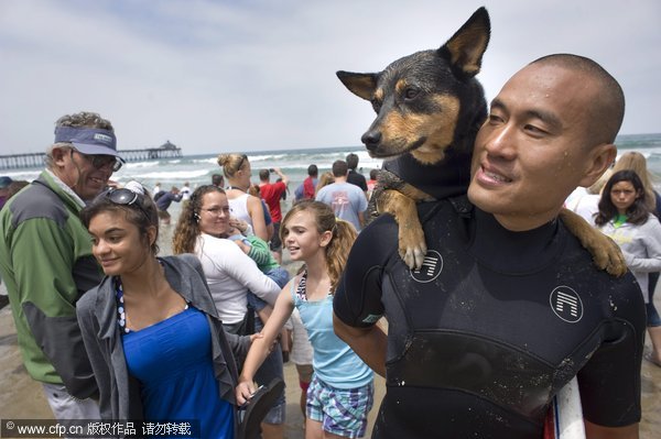 Surfing dogs compete on the waves
