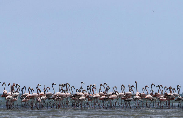 Flamingos in Colombian natural reserve