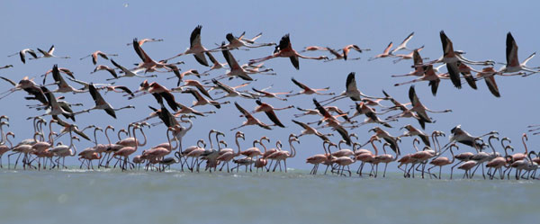 Flamingos in Colombian natural reserve