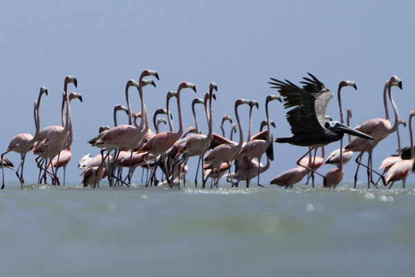 Flamingos in Colombian natural reserve