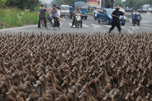 Ducks on the move