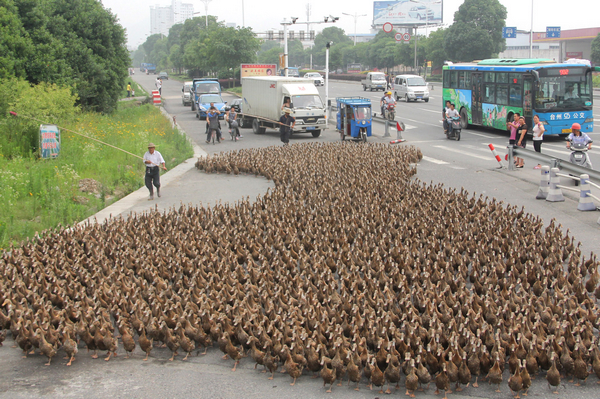 Ducks on the move