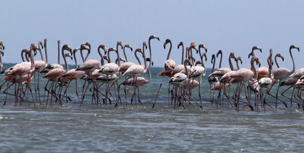 Flamingos in Colombian natural reserve