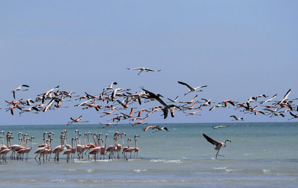 Flamingos in Colombian natural reserve