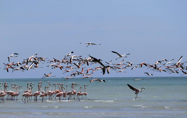 Flamingos in Colombian natural reserve
