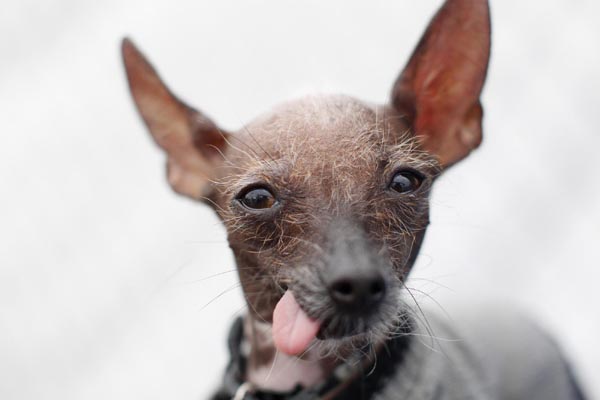 World's Ugliest Dog Contest