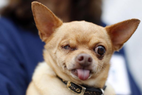 World's Ugliest Dog Contest