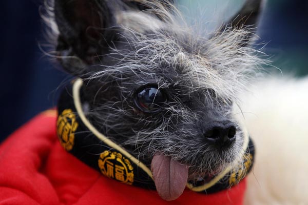 World's Ugliest Dog Contest[4]|chinadaily.com.