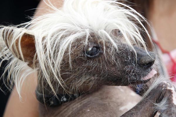 World's Ugliest Dog Contest