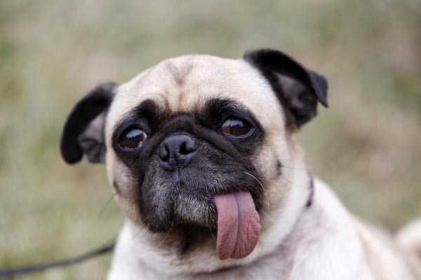 World's Ugliest Dog Contest