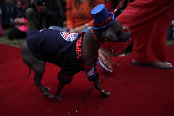 World's Ugliest Dog Contest