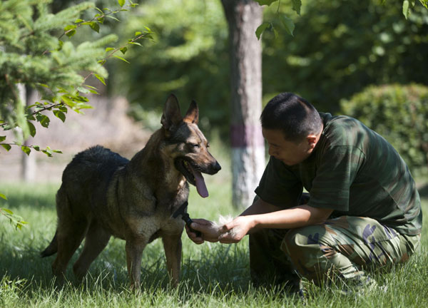 Training of detection dogs in NW China