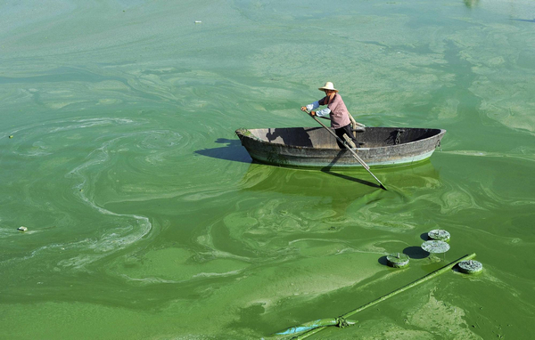 New way to fight off blue-green algae