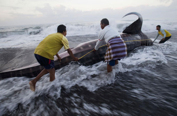 Whale shark dead on Indonesian beach