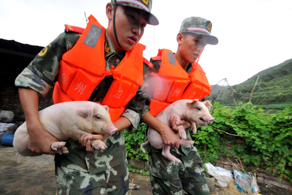 Animals protected as typhoon approaches